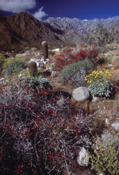 Desert Foliage