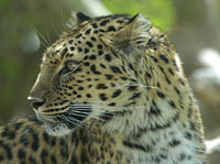 The Living Desert - Leopard